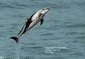 Pacfic White-sided Dolphin